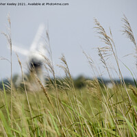 Buy canvas prints of Norfolk Broads windmill through the reeds, by Christopher Keeley