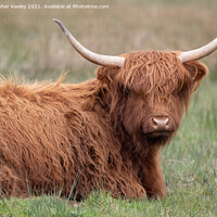 Buy canvas prints of Highland cattle by Christopher Keeley