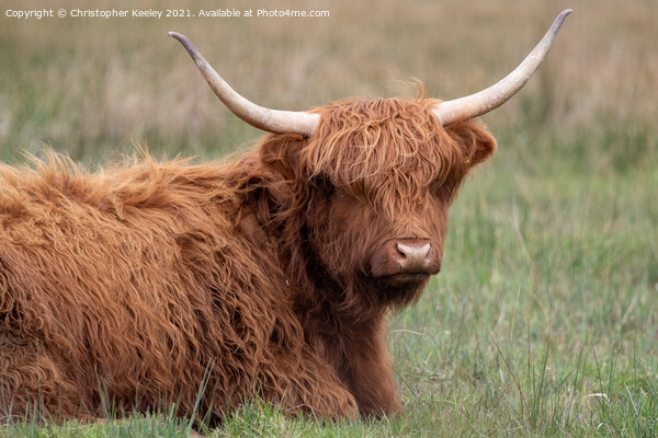 Cute Highland cow Picture Board by Christopher Keeley