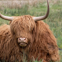 Buy canvas prints of Highland cow portrait by Christopher Keeley