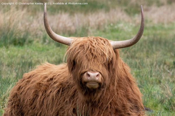 Sitting Highland cow Picture Board by Christopher Keeley