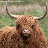 Buy canvas prints of Sitting Highland cow by Christopher Keeley