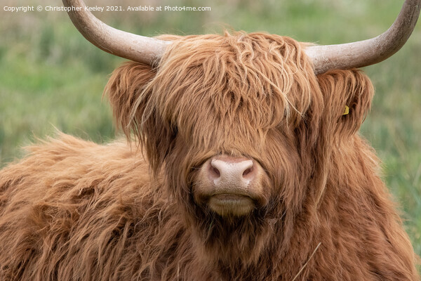 Highland cow close up Picture Board by Christopher Keeley