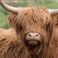Buy canvas prints of Highland cow close up by Christopher Keeley