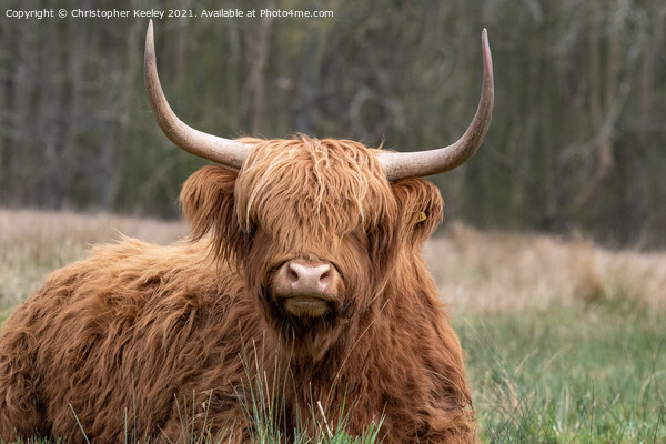 Cute Highland cow Picture Board by Christopher Keeley