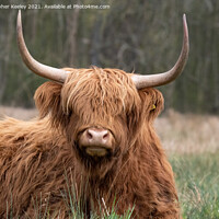 Buy canvas prints of Cute Highland cow by Christopher Keeley