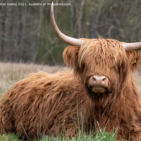 Buy canvas prints of Highland cow in the field by Christopher Keeley