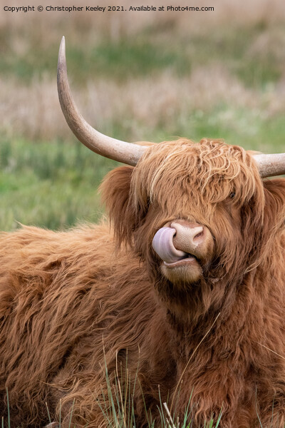 Highland cow portrait Picture Board by Christopher Keeley