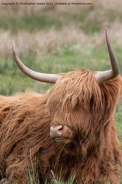 Highland cow in a field Picture Board by Christopher Keeley