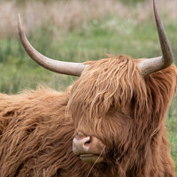 Buy canvas prints of Highland cow in a field by Christopher Keeley