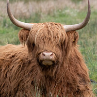 Buy canvas prints of Portrait of a Highland cow by Christopher Keeley