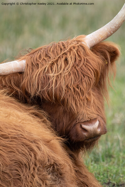 Highland cow portrait Picture Board by Christopher Keeley