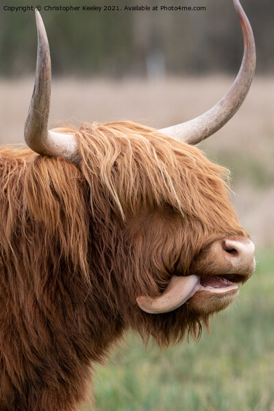 Funny Highland cow Picture Board by Christopher Keeley