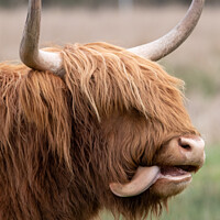 Buy canvas prints of Funny Highland cow by Christopher Keeley