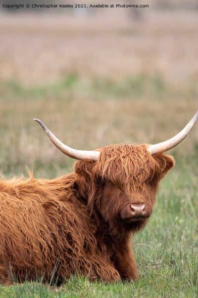 Sitting Highland cow Picture Board by Christopher Keeley
