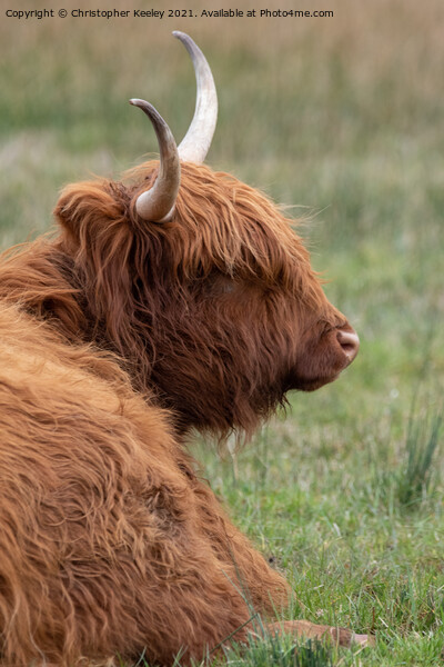 Highland cow taking a break Picture Board by Christopher Keeley