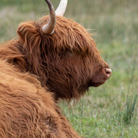 Buy canvas prints of Highland cow taking a break by Christopher Keeley