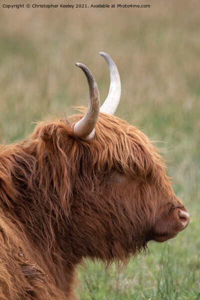 Highland cow Picture Board by Christopher Keeley
