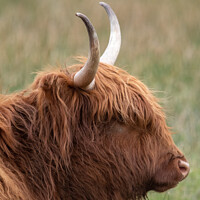 Buy canvas prints of Highland cow by Christopher Keeley