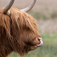 Buy canvas prints of Highland cow close up by Christopher Keeley