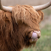 Buy canvas prints of Adorable Highland cow by Christopher Keeley