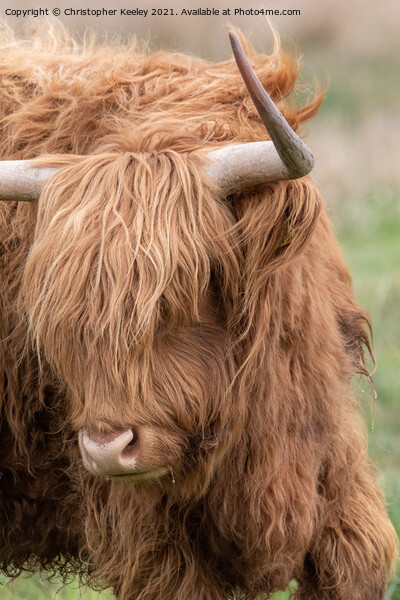 Portrait of a Highland cow Picture Board by Christopher Keeley