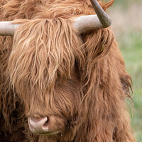 Buy canvas prints of Portrait of a Highland cow by Christopher Keeley