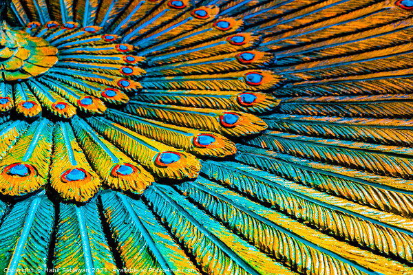 Full frame peacock feather wreath, Hinduist art. Picture Board by Hanif Setiawan
