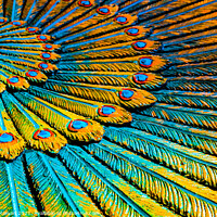Buy canvas prints of Full frame peacock feather wreath, Hinduist art. by Hanif Setiawan