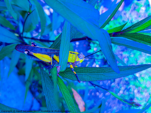 A grasshopper between leaves. Picture Board by Hanif Setiawan