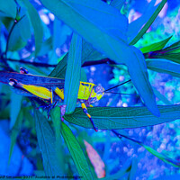 Buy canvas prints of A grasshopper between leaves. by Hanif Setiawan