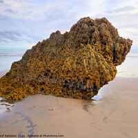 Buy canvas prints of Rocky bird sitting on sand beach and looks to the  by Hanif Setiawan
