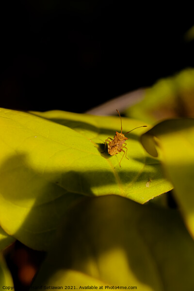 One small light brown beetle on a big green leaf. Picture Board by Hanif Setiawan