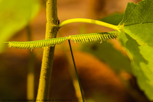 One frayed leaf in macro closeup looks like a centipede. Picture Board by Hanif Setiawan
