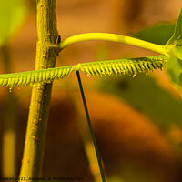 Buy canvas prints of One frayed leaf in macro closeup looks like a centipede. by Hanif Setiawan