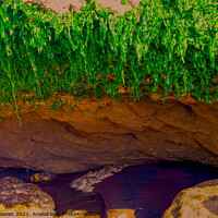 Buy canvas prints of Seaweed hanging from coast stone by Hanif Setiawan