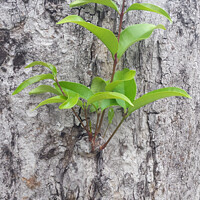Buy canvas prints of A small plant sprout on a tree bark. by Hanif Setiawan