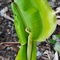 Buy canvas prints of A young banana leaf similar to an auricle reaches by Hanif Setiawan