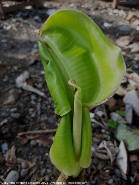 A young banana leaf similar to an auricle creeping Picture Board by Hanif Setiawan