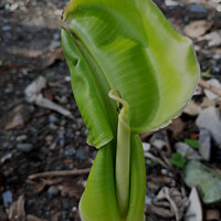 Buy canvas prints of A young banana leaf similar to an auricle creeping by Hanif Setiawan