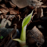 Buy canvas prints of A young banana sprout creeping out of the soil by Hanif Setiawan