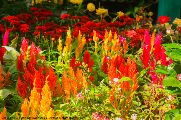 Red yellow Celosia Argentea or Prince Of Wales Fea Picture Board by Hanif Setiawan