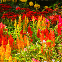 Buy canvas prints of Red yellow Celosia Argentea or Prince Of Wales Fea by Hanif Setiawan
