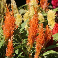 Buy canvas prints of Orange Prince of Wales feathers or Celosia Argente by Hanif Setiawan