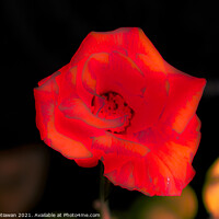 Buy canvas prints of Blur orange rose blossom by Hanif Setiawan