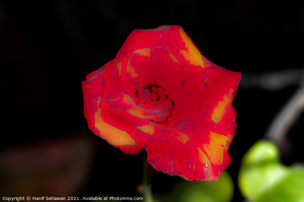 Blur red rose blossom with yellow parts Picture Board by Hanif Setiawan