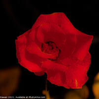 Buy canvas prints of Dark red rose blossom by Hanif Setiawan