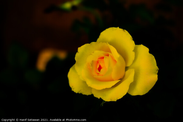 Yellow rose blossom with orange center Picture Board by Hanif Setiawan