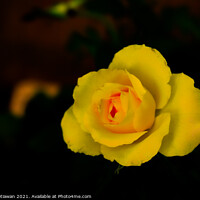 Buy canvas prints of Yellow rose blossom with orange center by Hanif Setiawan
