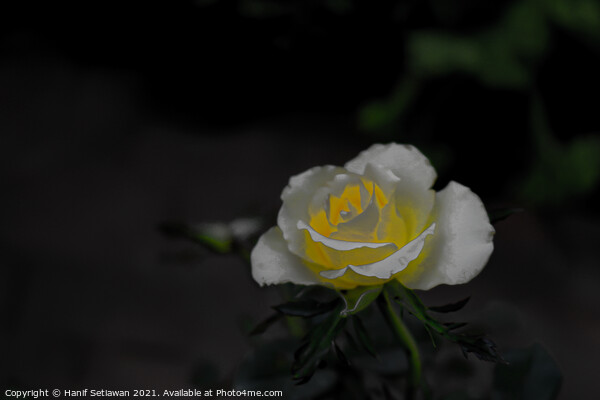 White rose blossom with bright yellow center Picture Board by Hanif Setiawan